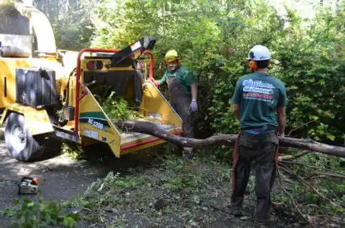 tree services Tallahassee